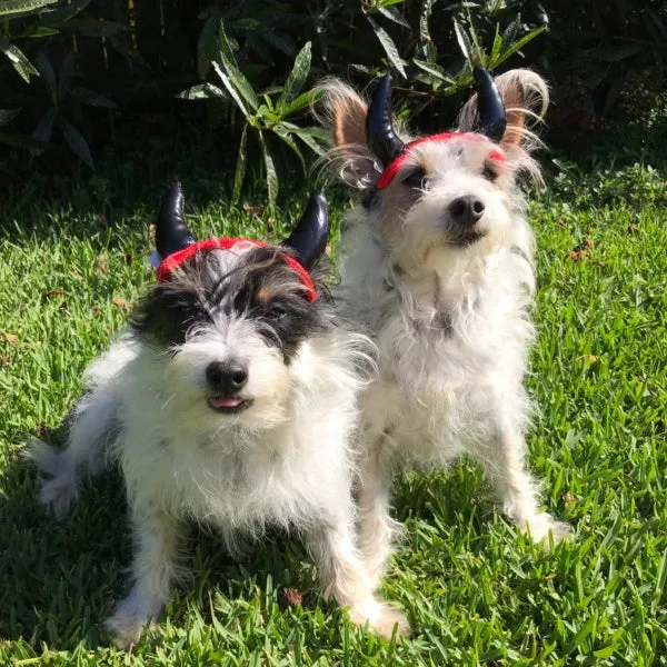 Devil Horns Dog Headpiece