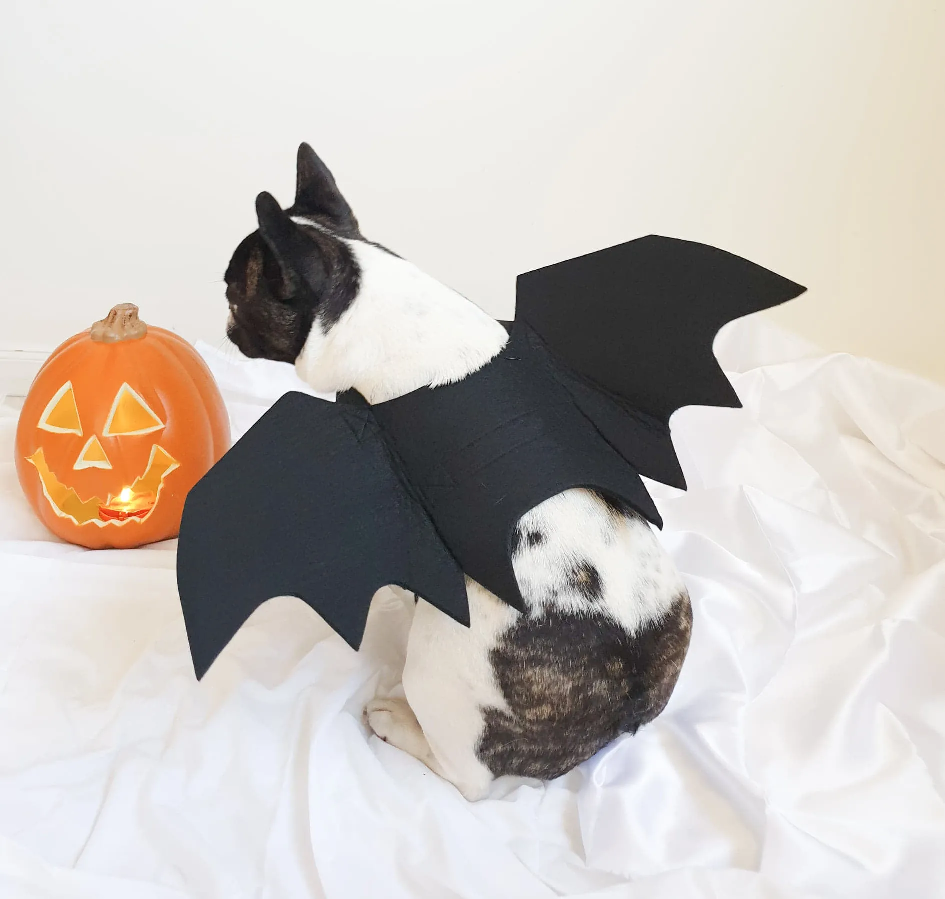 Dog Bat Wings Halloween Costume