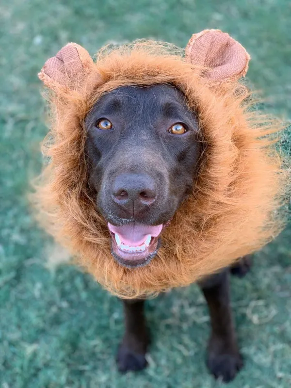 Lion Mane Dog Costume - Medium to Large Dogs