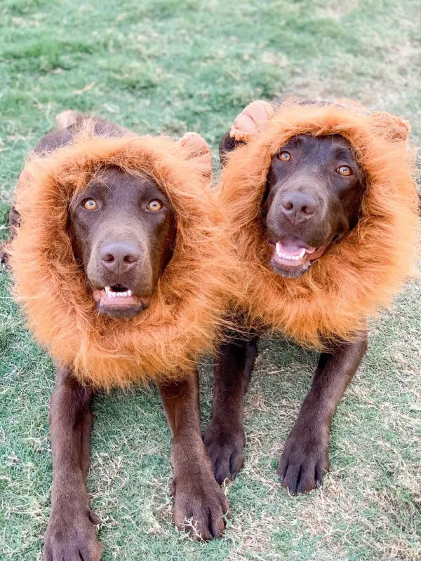 Lion Mane Dog Costume - Medium to Large Dogs